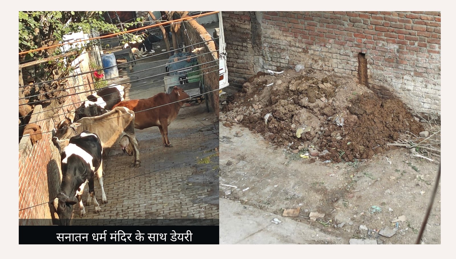 अवैध डेयरी और  तबेलों नें बिगाड़ा सेक्टर- 37 की हालत