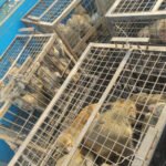 नगर निगम ने शहर में बंदरो के आतंक पर नियंत्रण के प्रयास किये तेज, बंदरों से परेशानी हो रही है तो तुरंत  शिकायत दर्ज कराएं