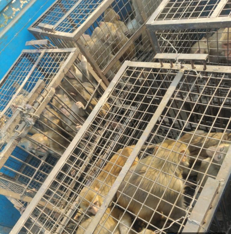 नगर निगम ने शहर में बंदरो के आतंक पर नियंत्रण के प्रयास किये तेज, बंदरों से परेशानी हो रही है तो तुरंत  शिकायत दर्ज कराएं