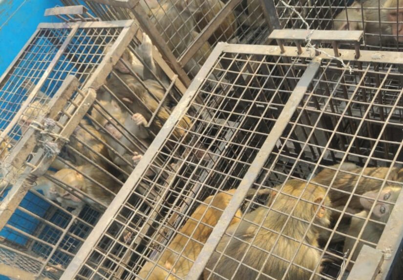 नगर निगम ने शहर में बंदरो के आतंक पर नियंत्रण के प्रयास किये तेज, बंदरों से परेशानी हो रही है तो तुरंत  शिकायत दर्ज कराएं