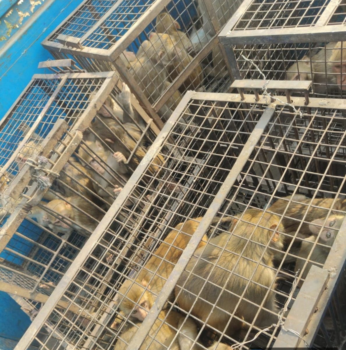 नगर निगम ने शहर में बंदरो के आतंक पर नियंत्रण के प्रयास किये तेज, बंदरों से परेशानी हो रही है तो तुरंत  शिकायत दर्ज कराएं