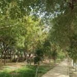 निजी या सरकारी जमीन पर पेड़ काटने से पहले अनिवार्य अनुमति : झलकार उयाके