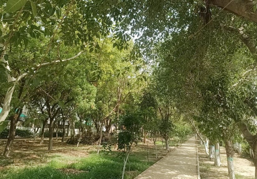 निजी या सरकारी जमीन पर पेड़ काटने से पहले अनिवार्य अनुमति : झलकार उयाके