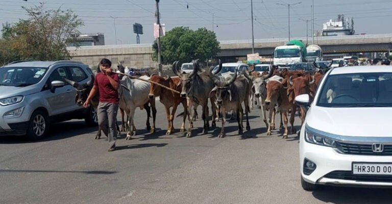 सेक्टर 29 के मुख्य मार्ग पर बेखौफ दौड़ता गायों का झुंड, बड़ी दुर्घटना को दावत दे रहा